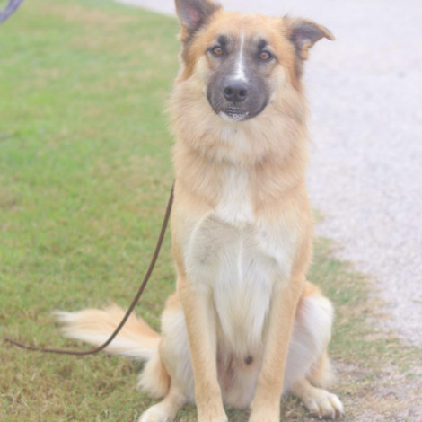 German Shepherd - Fluffy Bear