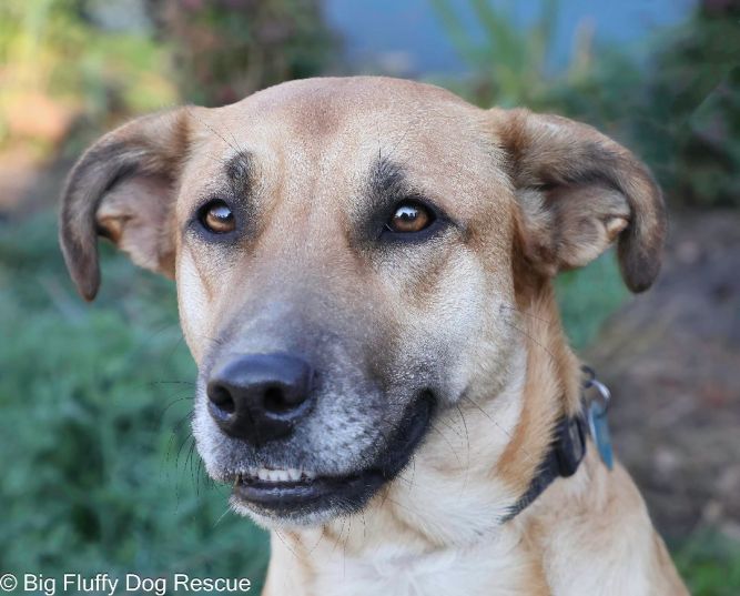 Petfinder big shop fluffy dog