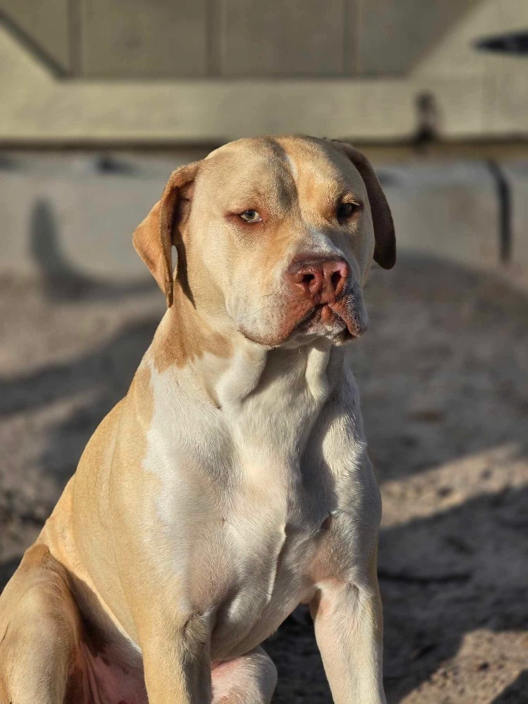 Jiggle-O, an adoptable Pit Bull Terrier, Mixed Breed in Waynesville, GA, 31566 | Photo Image 1