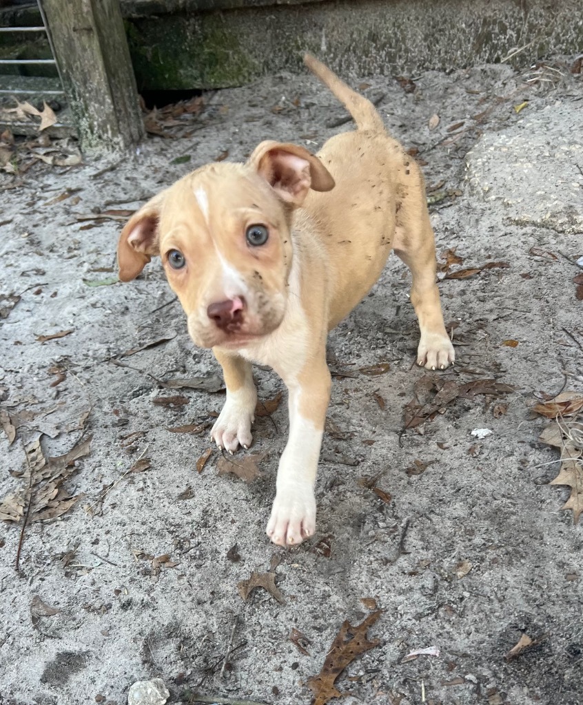 Jiggle-O, an adoptable Pit Bull Terrier, Mixed Breed in Waynesville, GA, 31566 | Photo Image 2