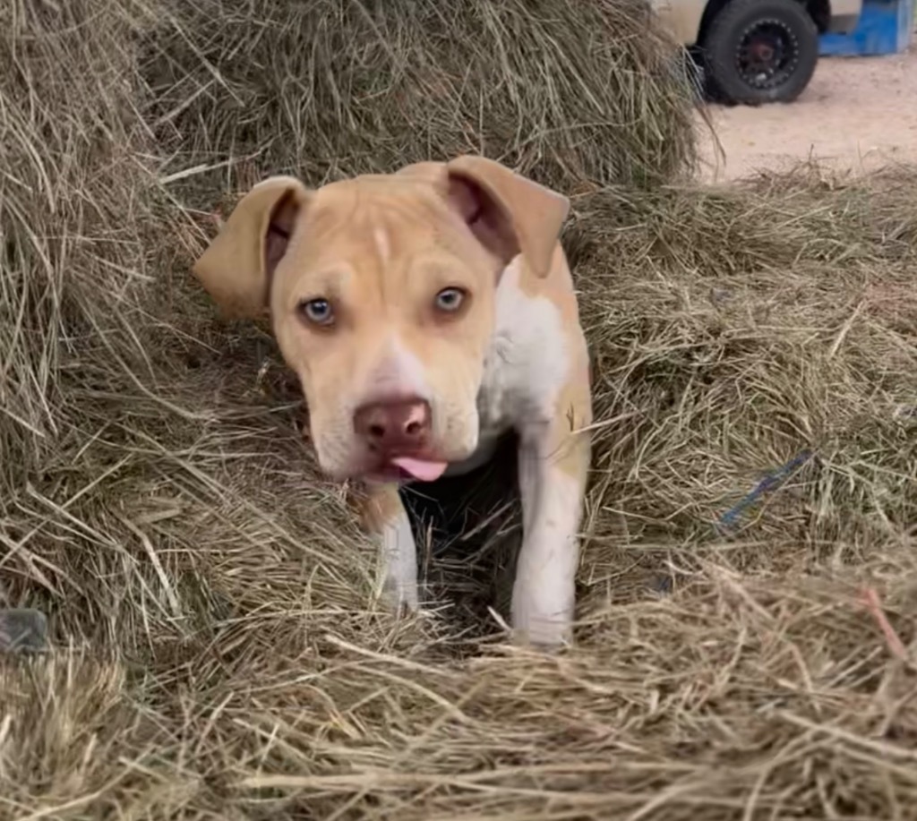 Jiggle-O, an adoptable Pit Bull Terrier, Mixed Breed in Waynesville, GA, 31566 | Photo Image 3