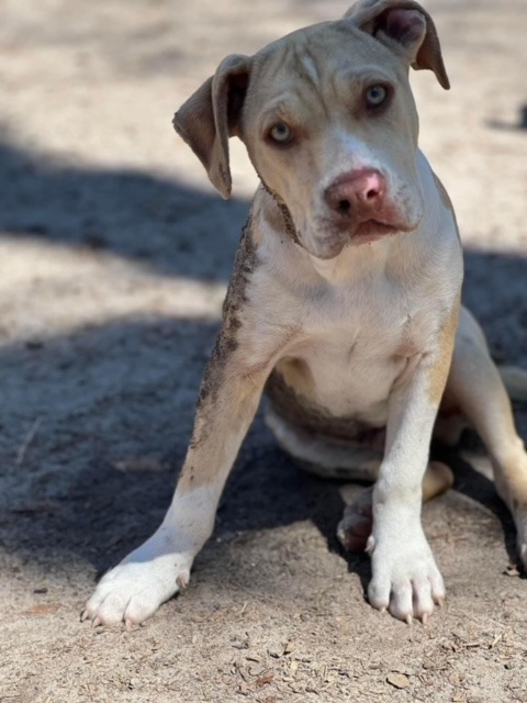 Jiggle-O, an adoptable Pit Bull Terrier, Mixed Breed in Waynesville, GA, 31566 | Photo Image 4