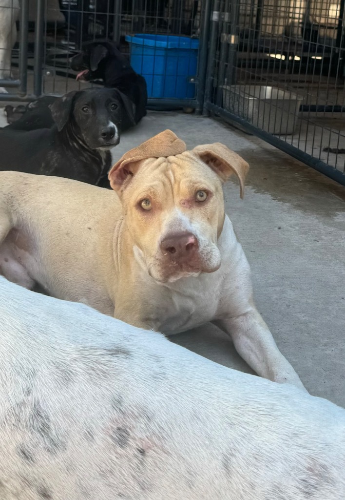 Jiggle-O, an adoptable Pit Bull Terrier, Mixed Breed in Waynesville, GA, 31566 | Photo Image 5