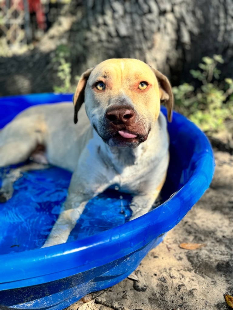Jiggle-O, an adoptable Pit Bull Terrier, Mixed Breed in Waynesville, GA, 31566 | Photo Image 6