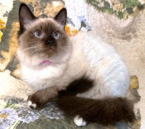 petfinder ragdoll