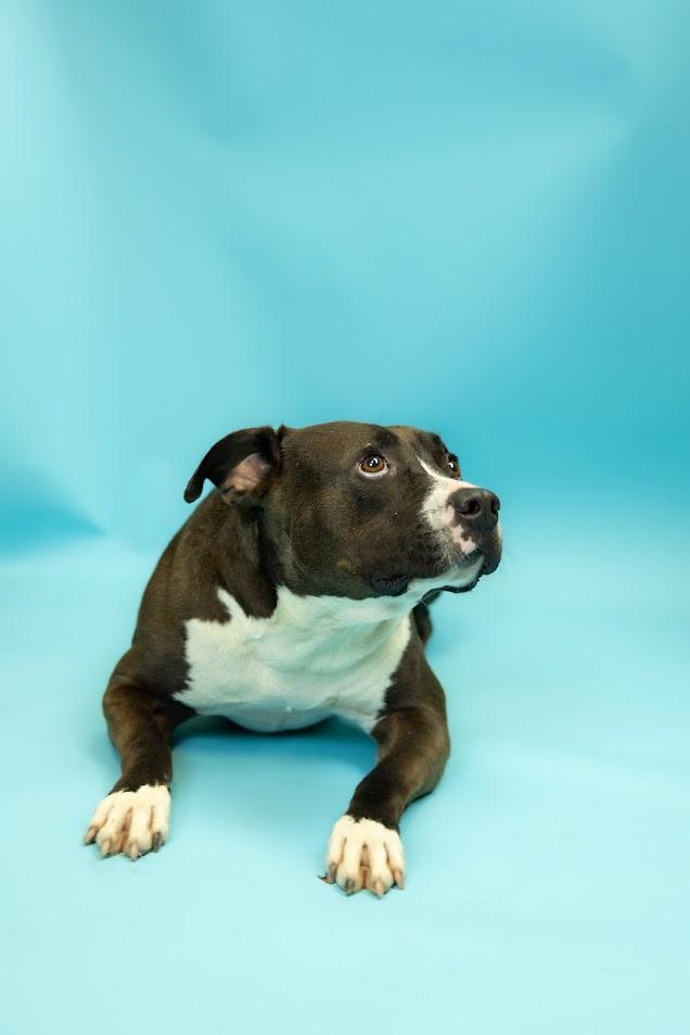 ROGER, an adoptable Mixed Breed in Florence, SC, 29506 | Photo Image 1