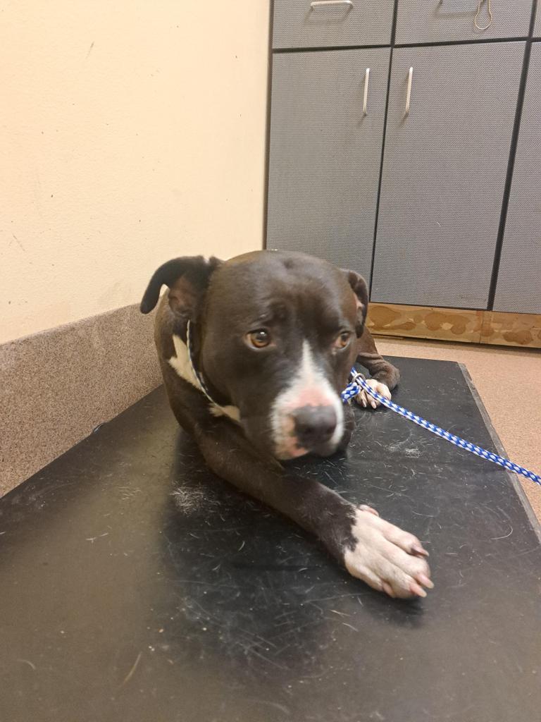 ROGER, an adoptable Mixed Breed in Florence, SC, 29506 | Photo Image 2