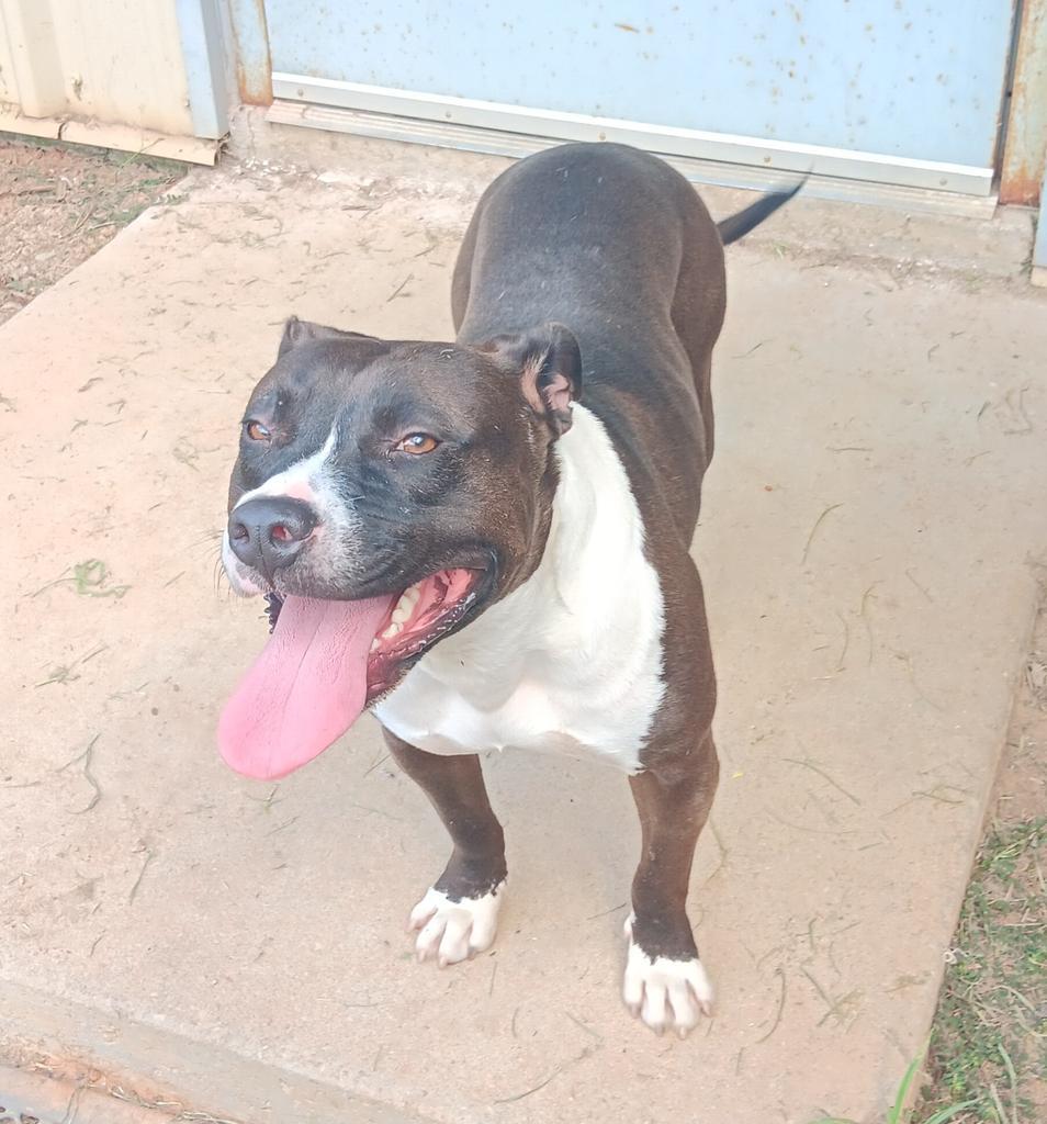 ROGER, an adoptable Mixed Breed in Florence, SC, 29506 | Photo Image 3