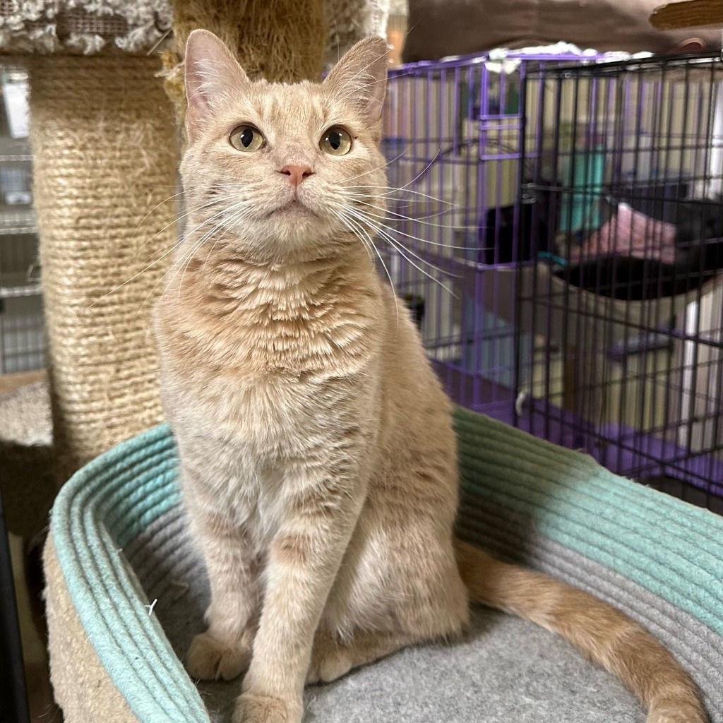 China, an adoptable Domestic Short Hair in Roanoke, TX, 76262 | Photo Image 1