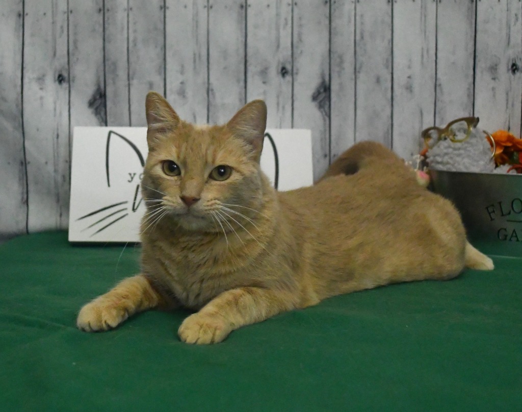 China, an adoptable Domestic Short Hair in Roanoke, TX, 76262 | Photo Image 2