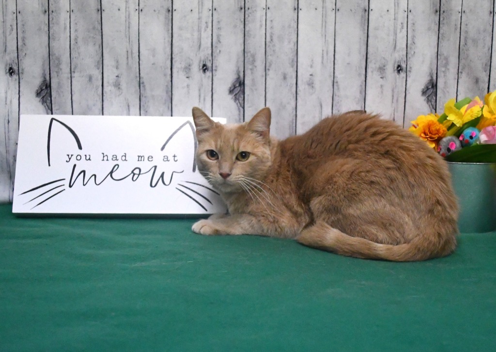 China, an adoptable Domestic Short Hair in Roanoke, TX, 76262 | Photo Image 3