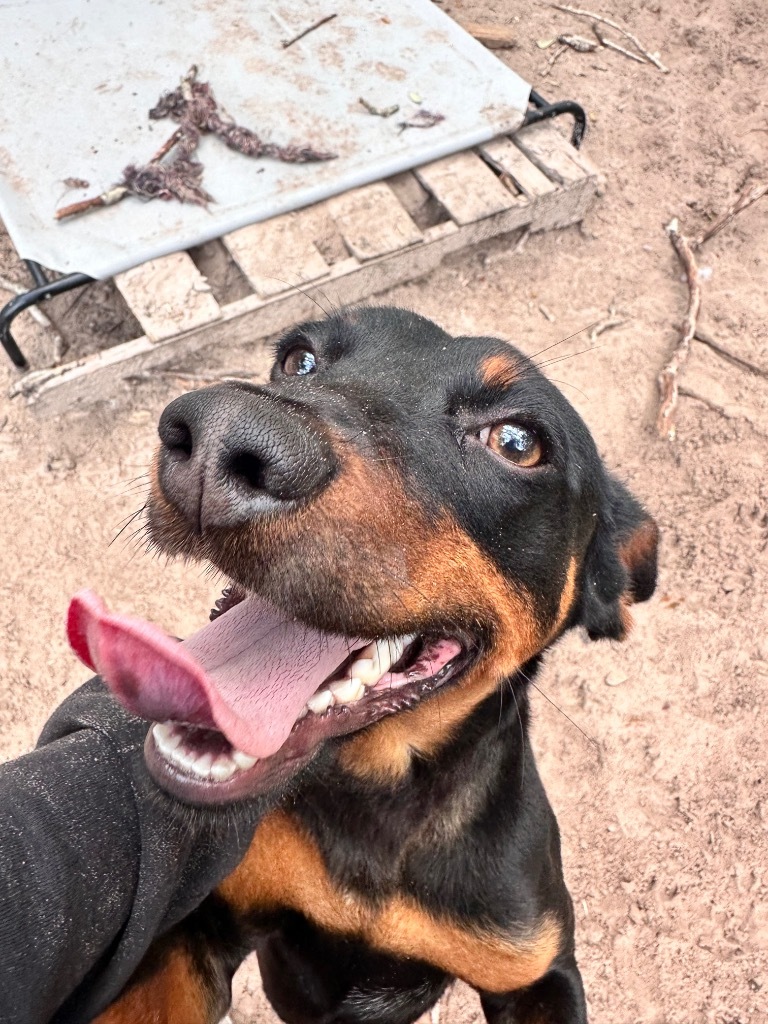 Mike Jones, an adoptable Miniature Pinscher in Fulton, TX, 78358 | Photo Image 1