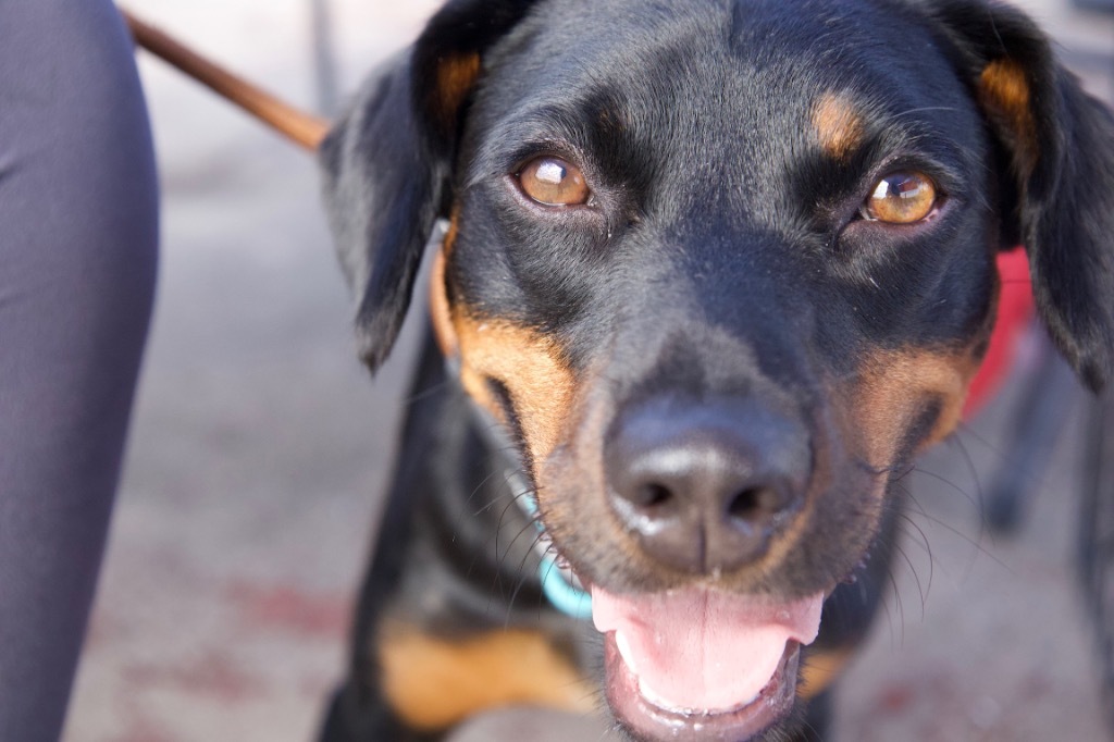 Mike Jones, an adoptable Miniature Pinscher in Fulton, TX, 78358 | Photo Image 1