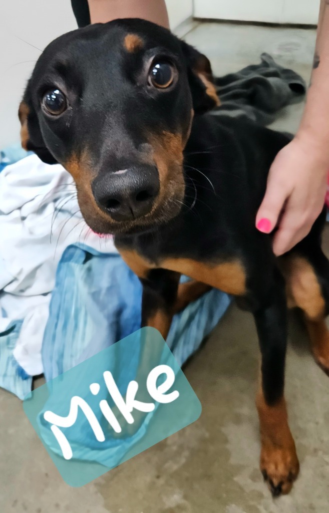 Mike Jones, an adoptable Miniature Pinscher in Fulton, TX, 78358 | Photo Image 2