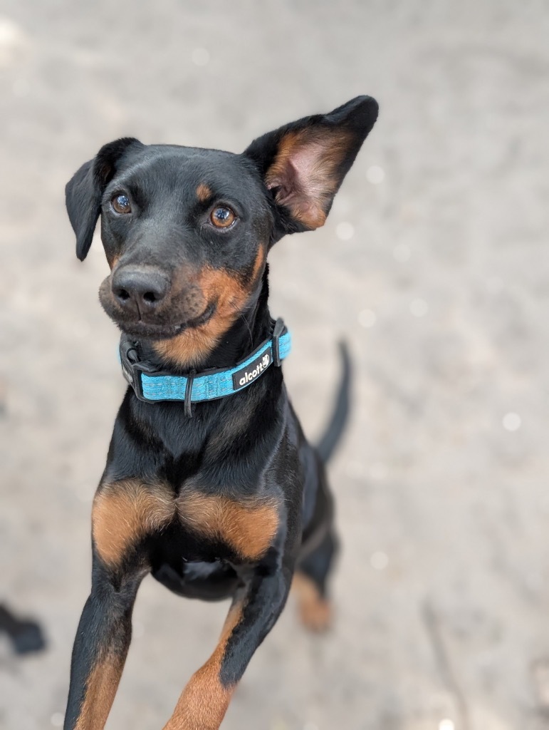 Mike Jones, an adoptable Miniature Pinscher in Fulton, TX, 78358 | Photo Image 4