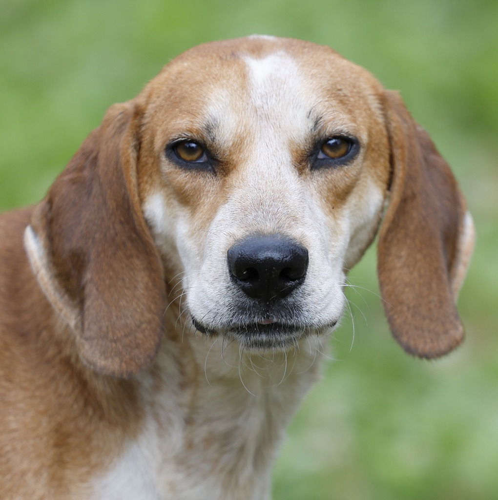 Biscuit, an adoptable Coonhound in Lovingston, VA, 22922 | Photo Image 1