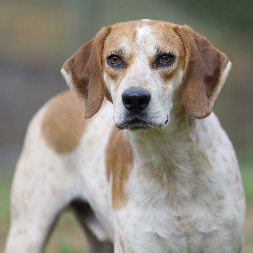 Biscuit, an adoptable Coonhound in Lovingston, VA, 22922 | Photo Image 2