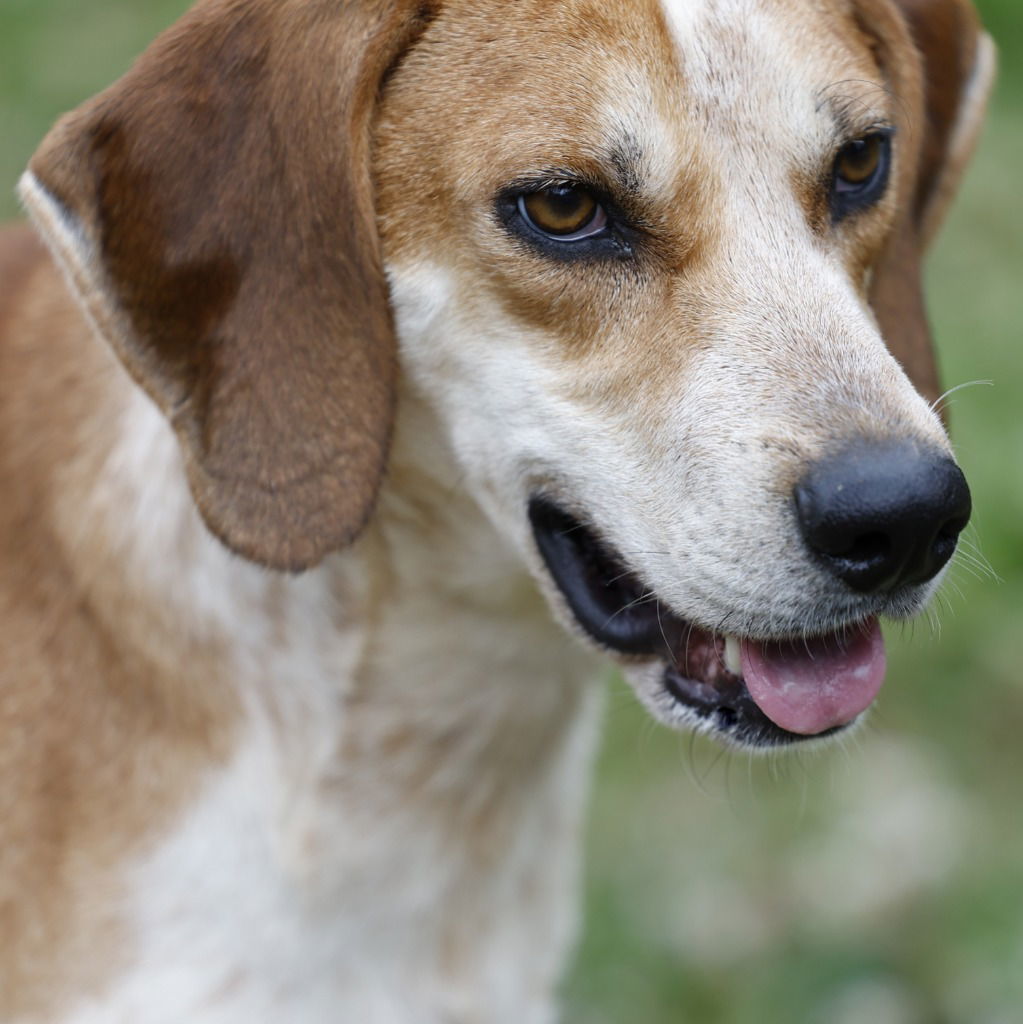 Biscuit, an adoptable Coonhound in Lovingston, VA, 22922 | Photo Image 3