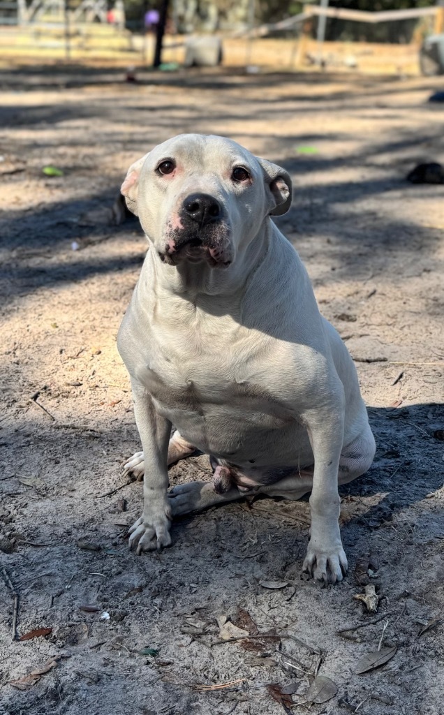Jake, an adoptable Dogo Argentino, Mixed Breed in Waynesville, GA, 31566 | Photo Image 1