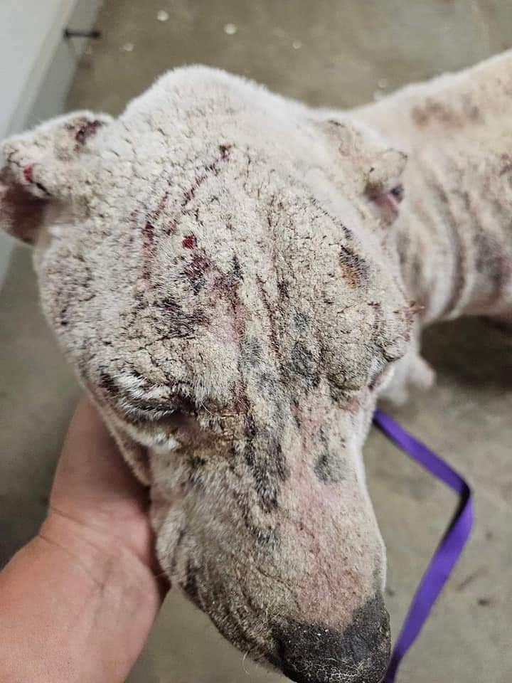 Jake, an adoptable Dogo Argentino, Mixed Breed in Waynesville, GA, 31566 | Photo Image 2