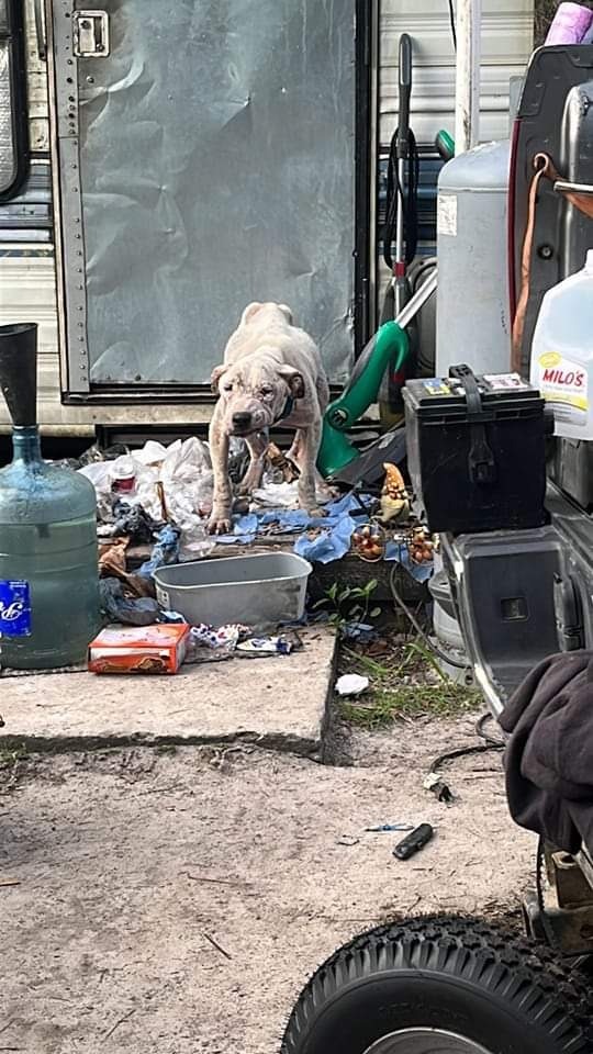 Jake, an adoptable Dogo Argentino, Mixed Breed in Waynesville, GA, 31566 | Photo Image 3
