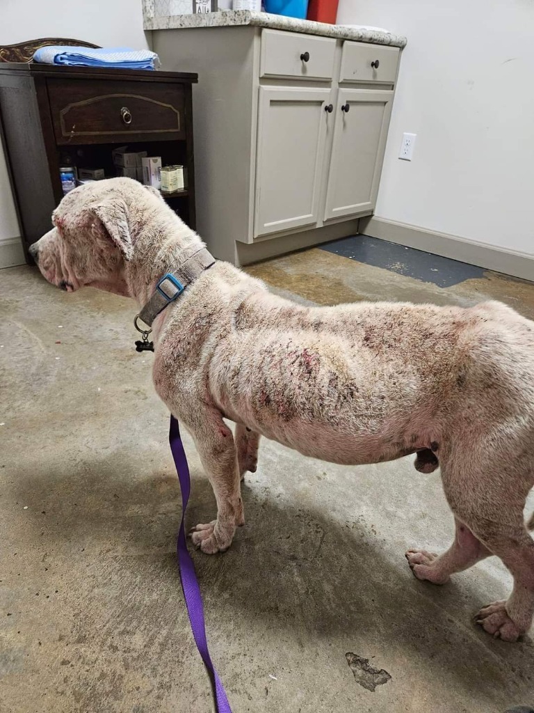 Jake, an adoptable Dogo Argentino, Mixed Breed in Waynesville, GA, 31566 | Photo Image 4