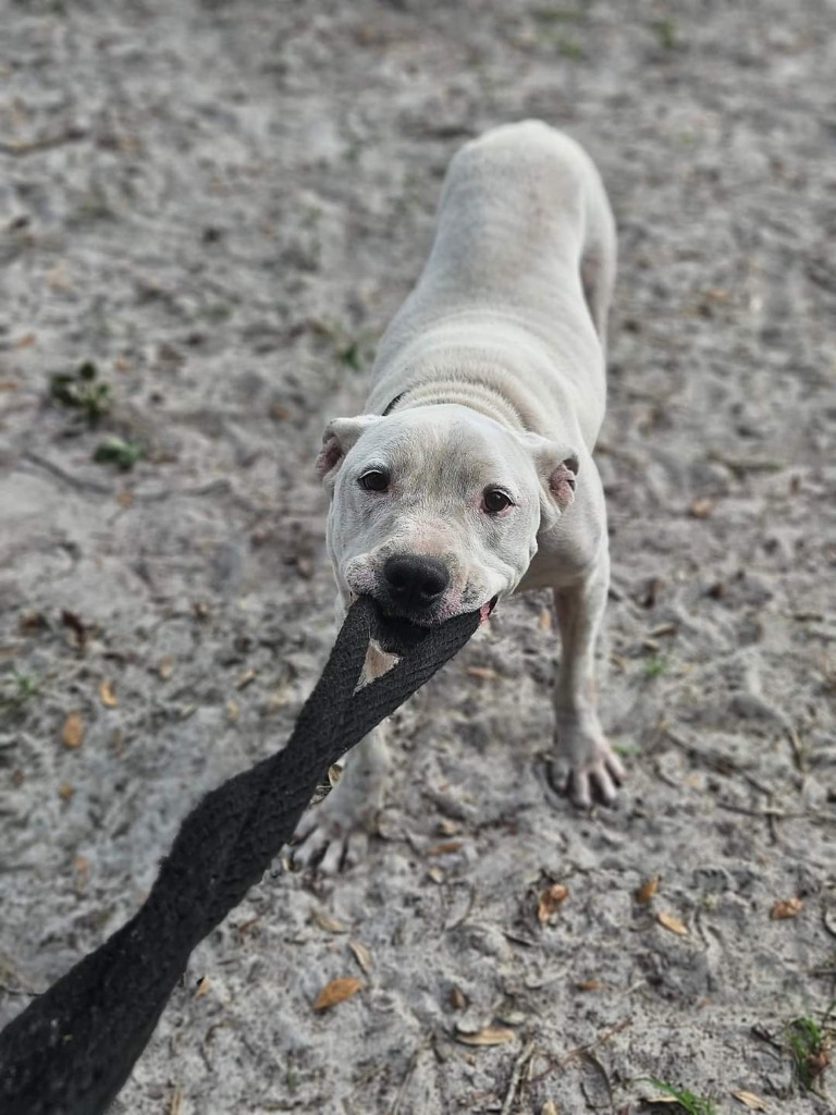 Jake, an adoptable Dogo Argentino, Mixed Breed in Waynesville, GA, 31566 | Photo Image 5