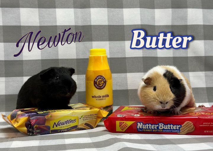 Guinea Pig for adoption Newton and Butter a Guinea Pig in