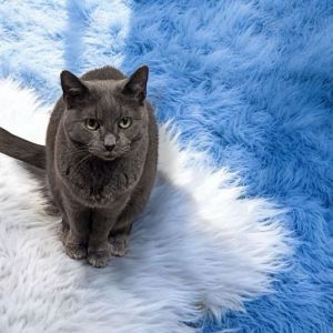 Lady Edith, Senior Female Domestic Short Hair