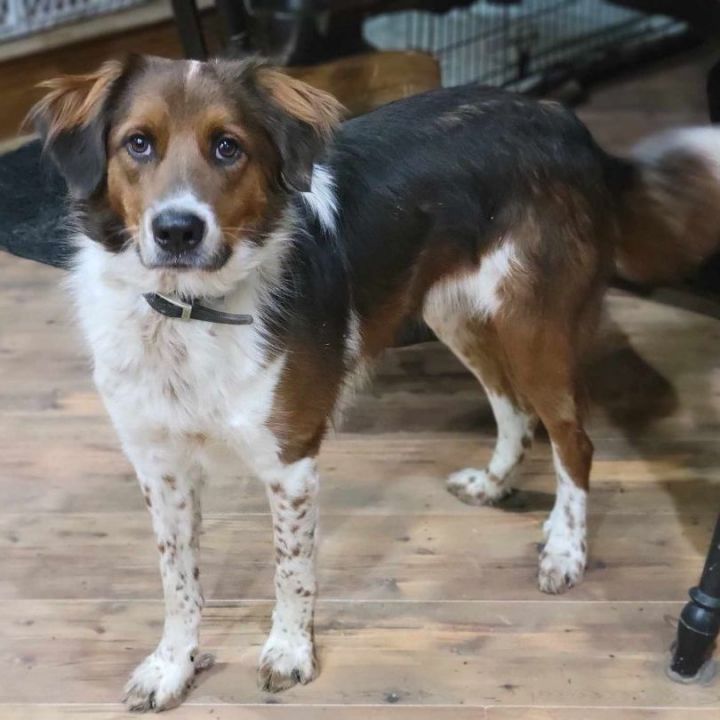 English store shepherd adoption