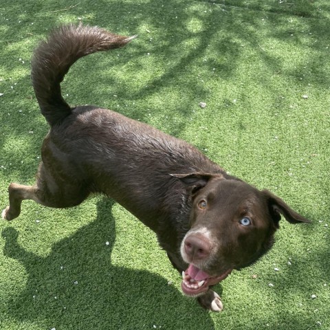 Chocolate labrador best sale husky mix