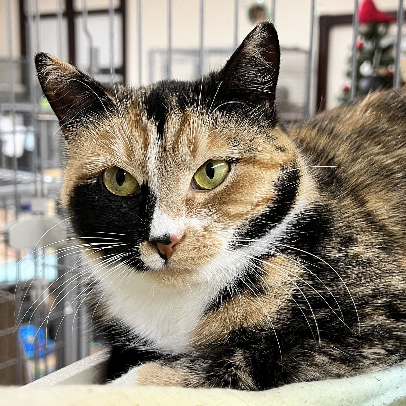 Isabella, an adoptable Domestic Short Hair, Calico in Winchendon, MA, 01475 | Photo Image 2