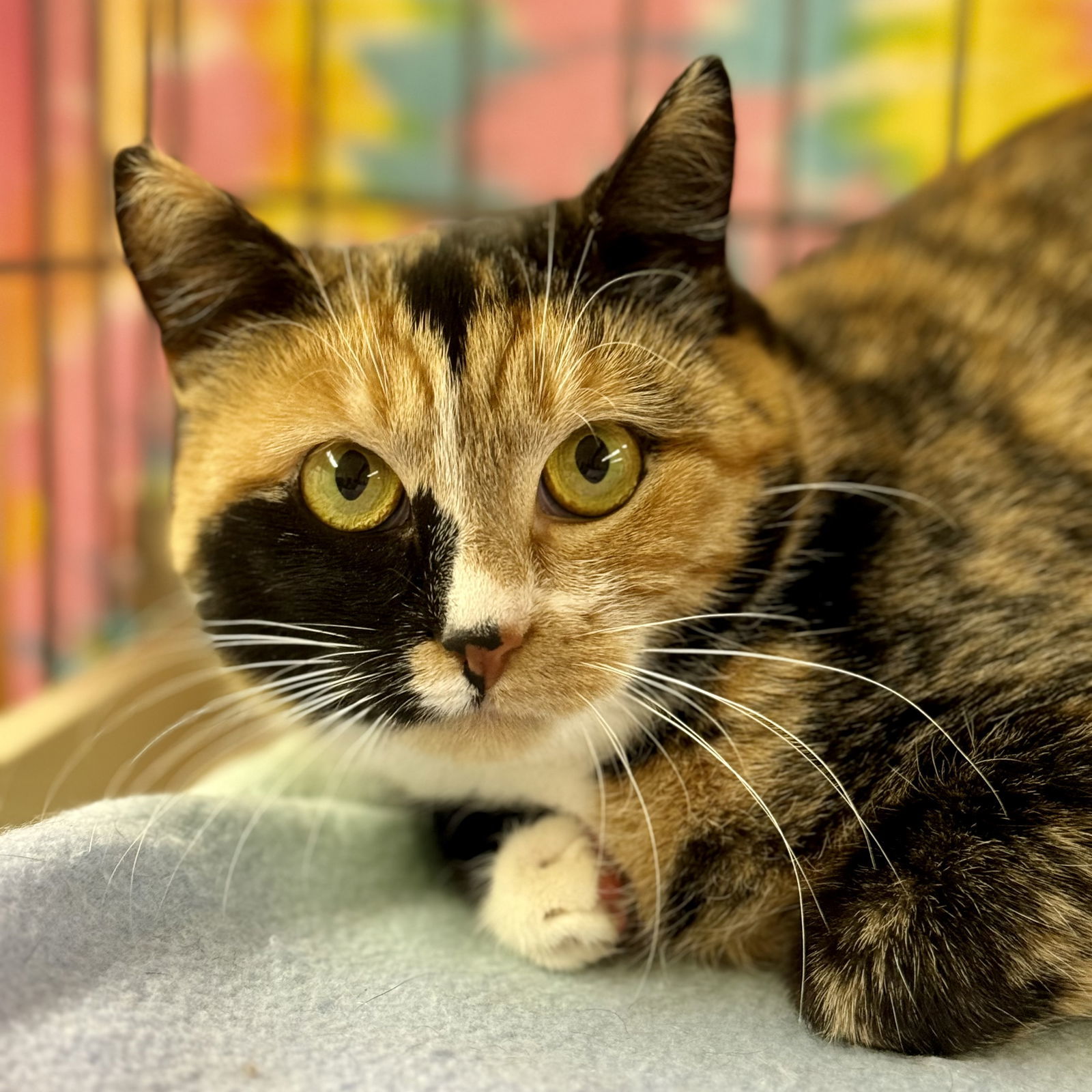 Isabella, an adoptable Domestic Short Hair, Calico in Winchendon, MA, 01475 | Photo Image 3