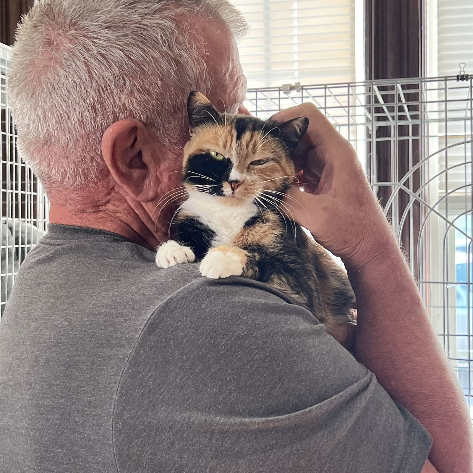 Isabella, an adoptable Domestic Short Hair, Calico in Winchendon, MA, 01475 | Photo Image 4