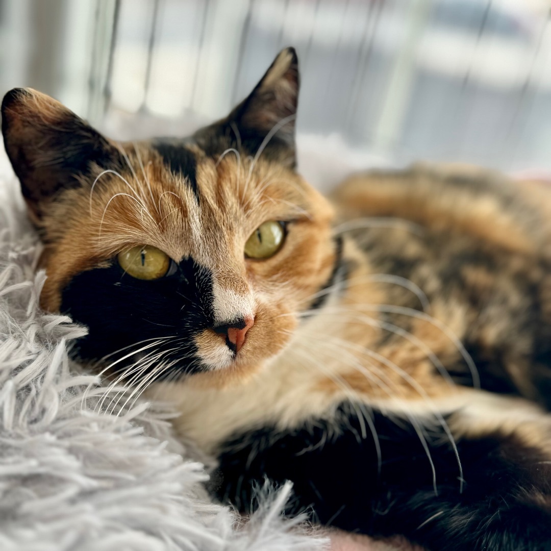 Isabella, an adoptable Domestic Short Hair, Calico in Winchendon, MA, 01475 | Photo Image 1