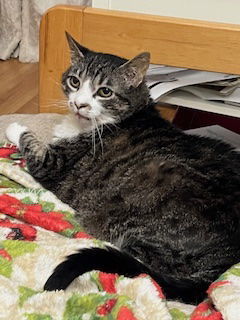 Bubbles *FEE WAIVED*, Senior Female Domestic Short Hair
