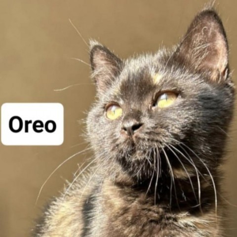 Oreo Kuwait (sister to Lucy and Tony Tiger)