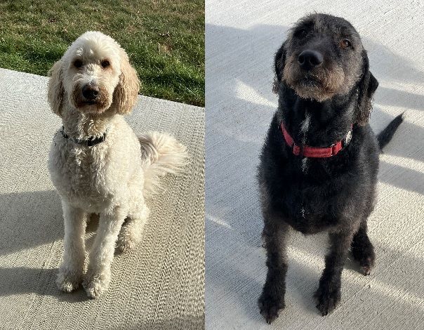 Goldendoodle black lab sales mix