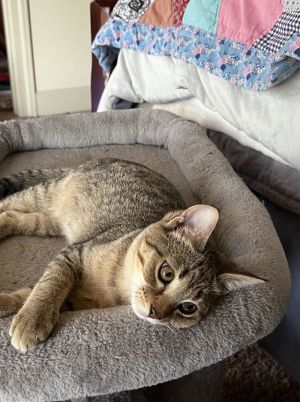 MIKEY, Baby Male Tabby