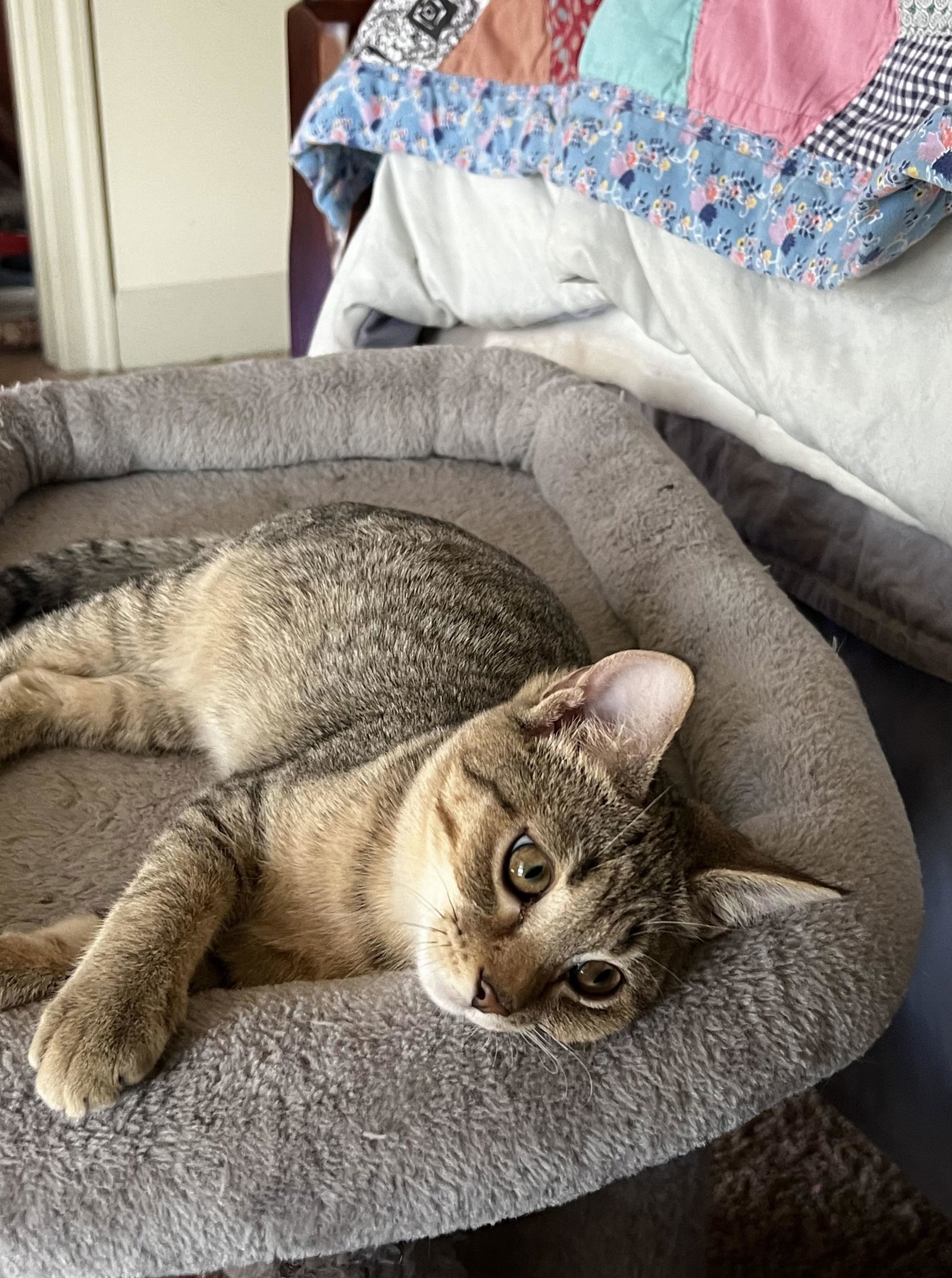 MIKEY, an adoptable Tabby in Capshaw, AL, 35742 | Photo Image 1