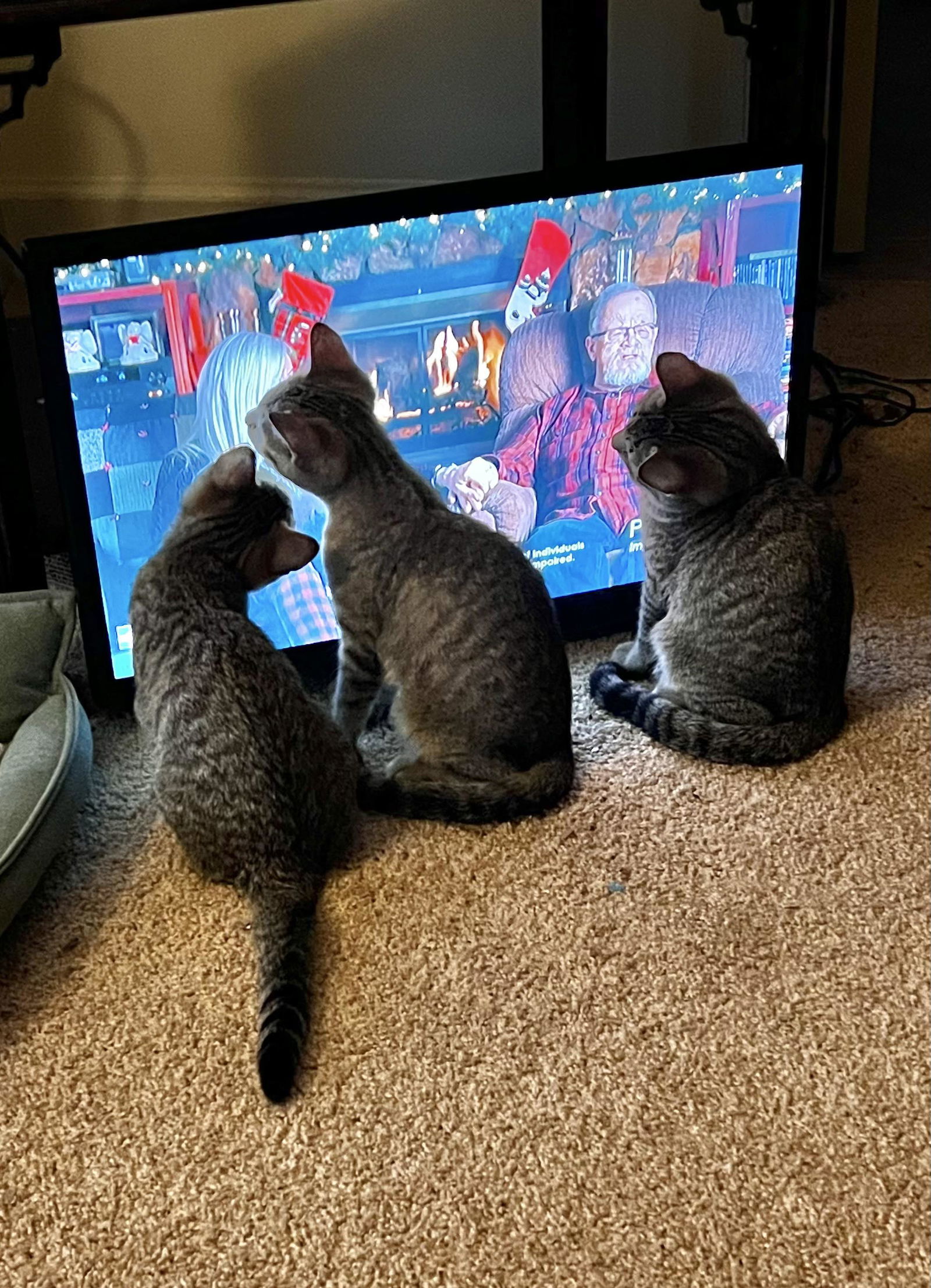 MIKEY, an adoptable Tabby in Capshaw, AL, 35742 | Photo Image 2