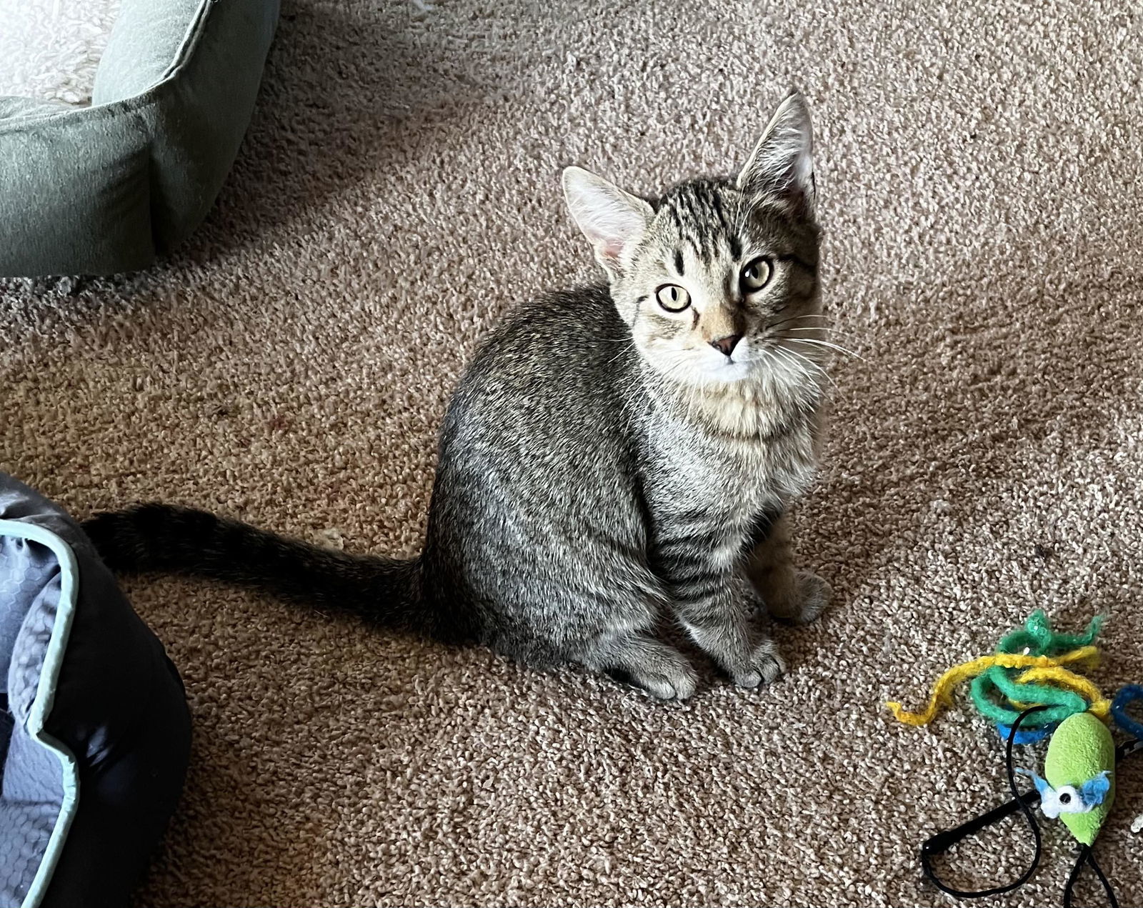 MONTE, an adoptable Tabby in Capshaw, AL, 35742 | Photo Image 1