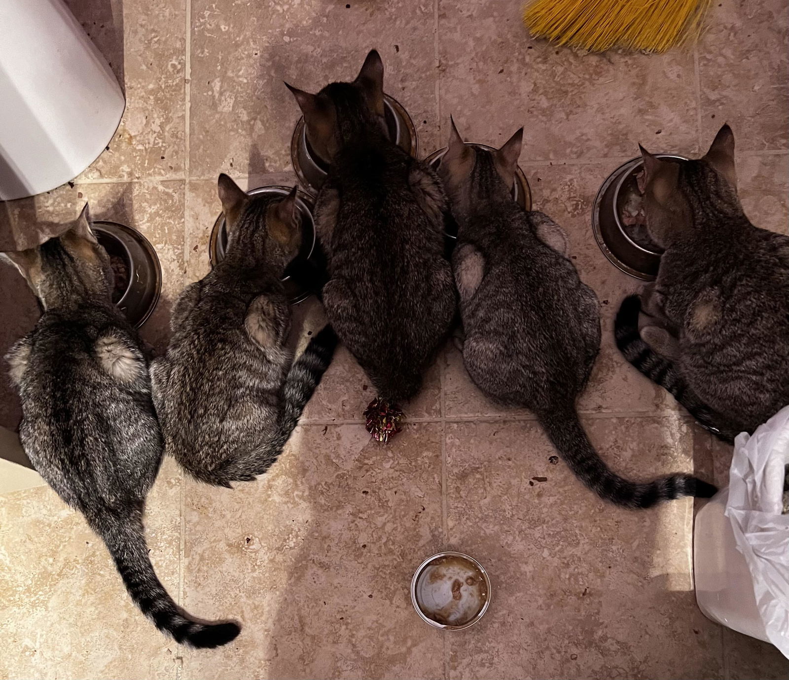 MONTE, an adoptable Tabby in Capshaw, AL, 35742 | Photo Image 2