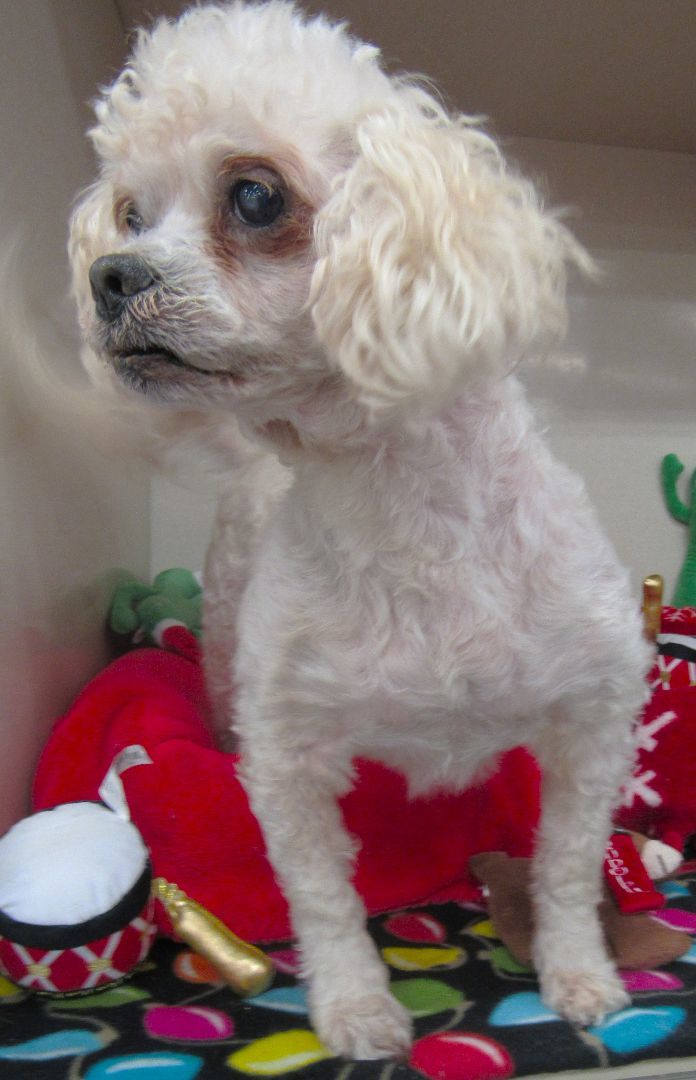 Petfinder miniature cheap poodle