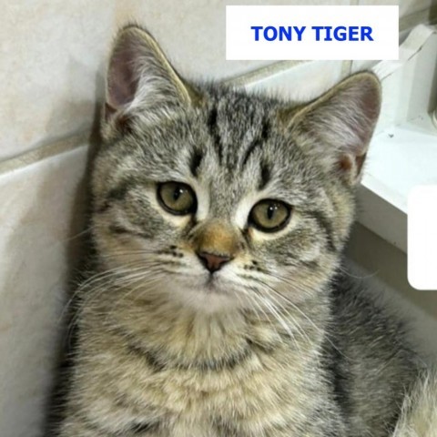 Tony Tiger Kuwait (brother to Oreo and Lucy)