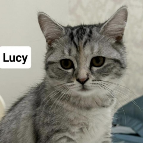 Lucy Kuwait (sister to Oreo and Tony Tiger)