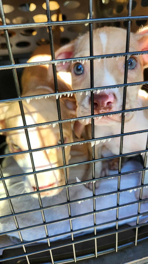 Wiggle-B, an adoptable Pit Bull Terrier, Mixed Breed in Waynesville, GA, 31566 | Photo Image 2