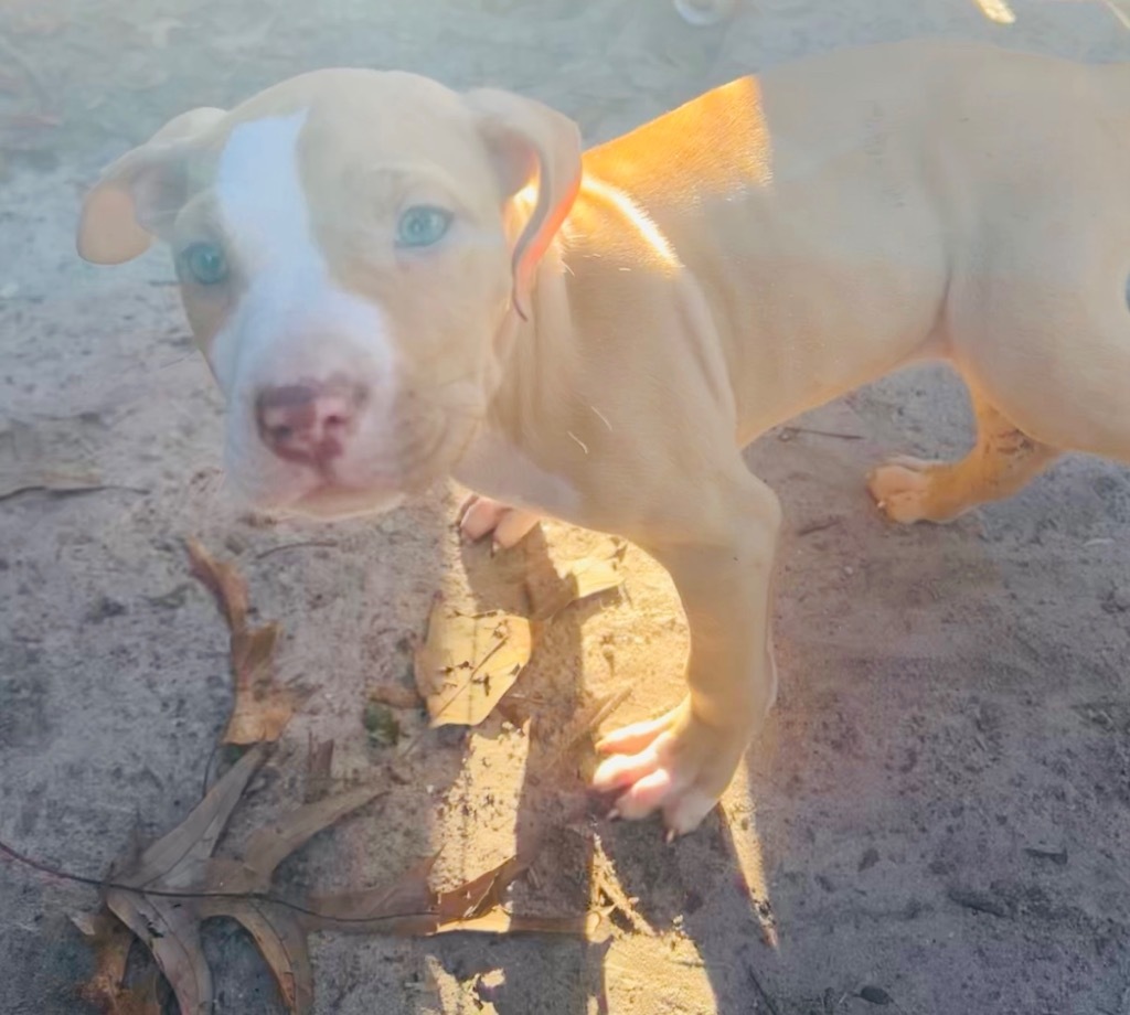 Wiggle-B, an adoptable Pit Bull Terrier, Mixed Breed in Waynesville, GA, 31566 | Photo Image 3