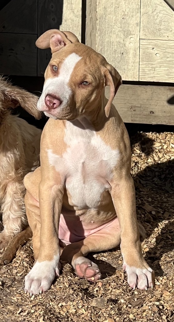 Wiggle-B, an adoptable Pit Bull Terrier, Mixed Breed in Waynesville, GA, 31566 | Photo Image 4