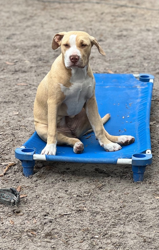 Wiggle-B, an adoptable Pit Bull Terrier, Mixed Breed in Waynesville, GA, 31566 | Photo Image 5